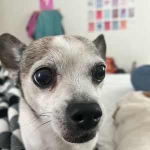 Meet your Posher, Lucy